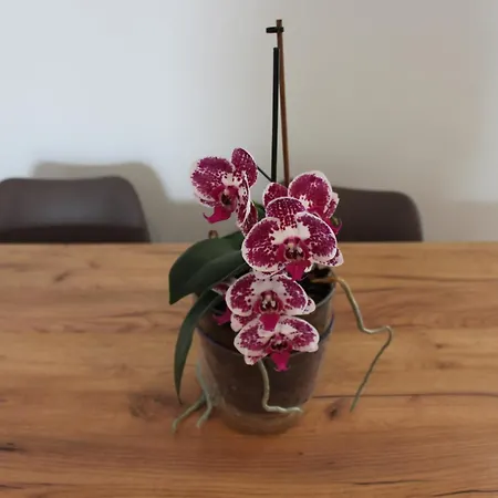 El Balcon Del Cuera De Daire